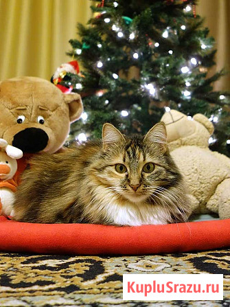 Домашняя трехцветная кошечка Дэлька в добрые руки Москва - изображение 3