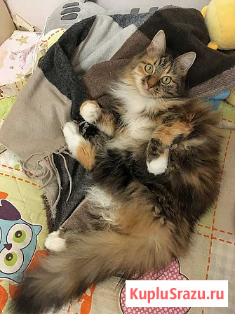 Домашняя трехцветная кошечка Дэлька в добрые руки Москва - изображение 1