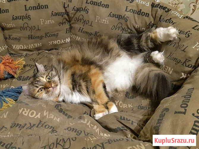 Домашняя трехцветная кошечка Дэлька в добрые руки Москва - изображение 4