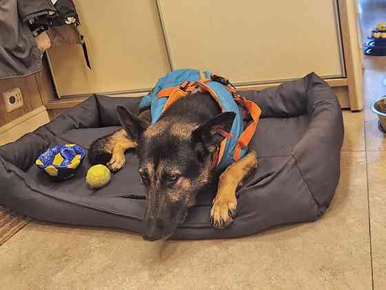 Молодая собака Вита, немецкая овчарка ищет дом Москва