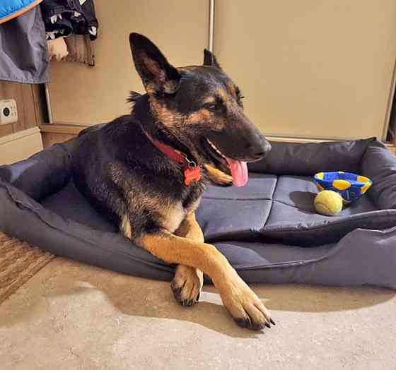 Молодая собака Вита, немецкая овчарка ищет дом Москва