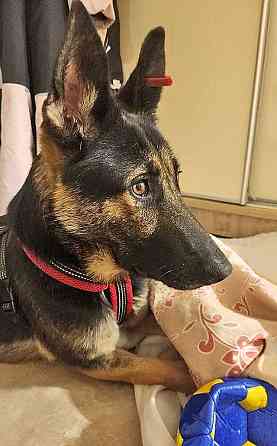 Молодая собака Вита, немецкая овчарка ищет дом Москва