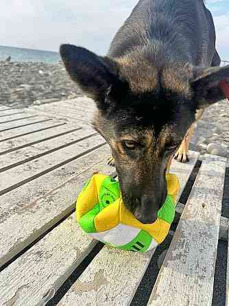 Молодая собака Вита, немецкая овчарка ищет дом Москва