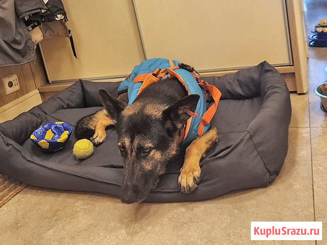 Молодая собака Вита, немецкая овчарка ищет дом Москва - изображение 4