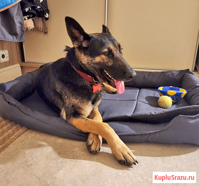 Молодая собака Вита, немецкая овчарка ищет дом Москва - изображение 1