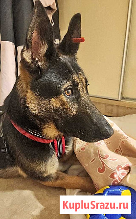 Молодая собака Вита, немецкая овчарка ищет дом Москва - изображение 2