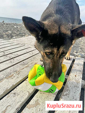 Молодая собака Вита, немецкая овчарка ищет дом Москва - изображение 3