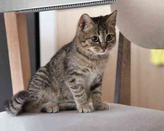 Очаровательная Манечка, ласковый тигровый котенок ищет дом Москва