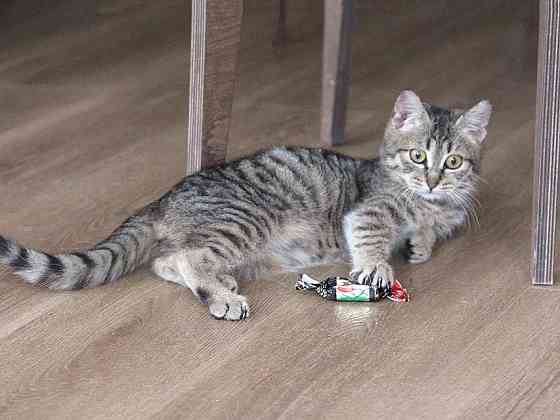 Очаровательная Манечка, ласковый тигровый котенок ищет дом Москва