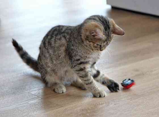 Очаровательная Манечка, ласковый тигровый котенок ищет дом Москва