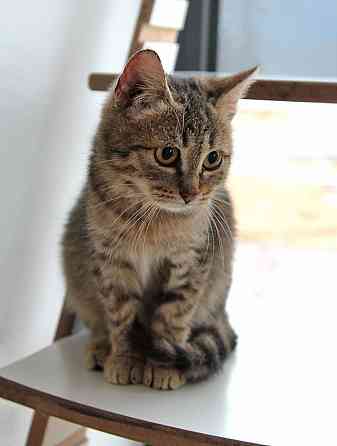 Очаровательная Манечка, ласковый тигровый котенок ищет дом Москва