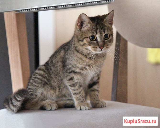 Очаровательная Манечка, ласковый тигровый котенок ищет дом Москва - изображение 1