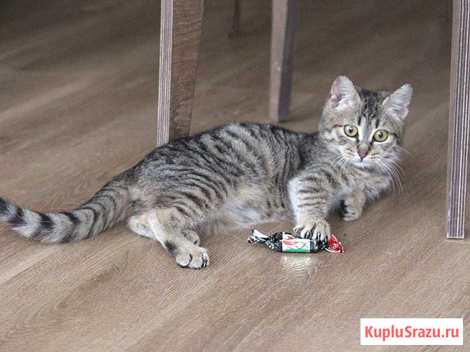 Очаровательная Манечка, ласковый тигровый котенок ищет дом Москва - изображение 3