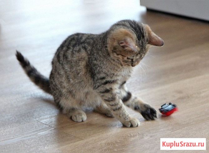 Очаровательная Манечка, ласковый тигровый котенок ищет дом Москва - изображение 4