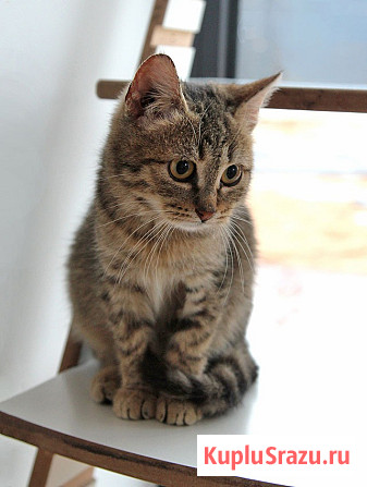 Очаровательная Манечка, ласковый тигровый котенок ищет дом Москва - изображение 2