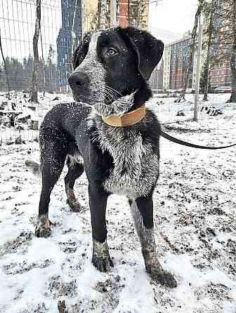 Миша, тот самый пёс, которого Вы будете называть “наш” Санкт-Петербург