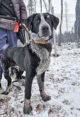 Миша, тот самый пёс, которого Вы будете называть “наш” Санкт-Петербург