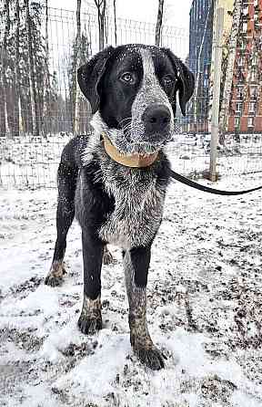 Миша, тот самый пёс, которого Вы будете называть “наш” Санкт-Петербург