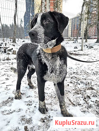 Миша, тот самый пёс, которого Вы будете называть “наш” Санкт-Петербург - изображение 1