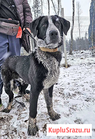 Миша, тот самый пёс, которого Вы будете называть “наш” Санкт-Петербург - изображение 4