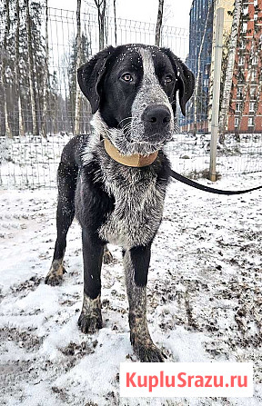 Миша, тот самый пёс, которого Вы будете называть “наш” Санкт-Петербург - изображение 2