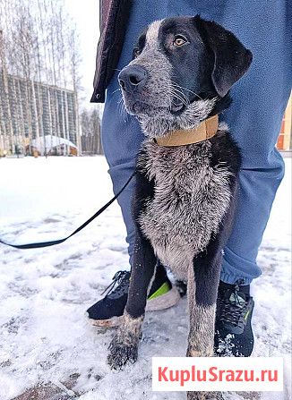 Миша, тот самый пёс, которого Вы будете называть “наш” Санкт-Петербург - изображение 3