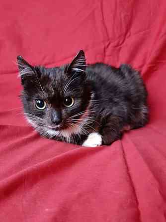 Два маленьких котенка мальчик и девочка ищут дом Санкт-Петербург