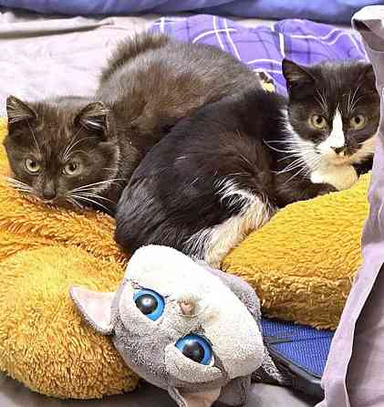 Два маленьких котенка мальчик и девочка ищут дом Санкт-Петербург