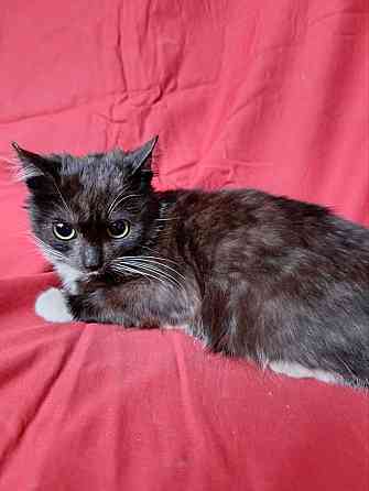 Два маленьких котенка мальчик и девочка ищут дом Санкт-Петербург