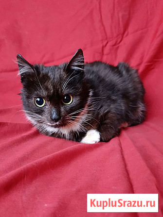 Два маленьких котенка мальчик и девочка ищут дом Санкт-Петербург - изображение 4