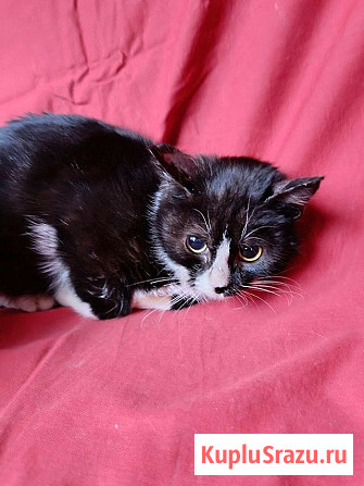 Два маленьких котенка мальчик и девочка ищут дом Санкт-Петербург - изображение 3