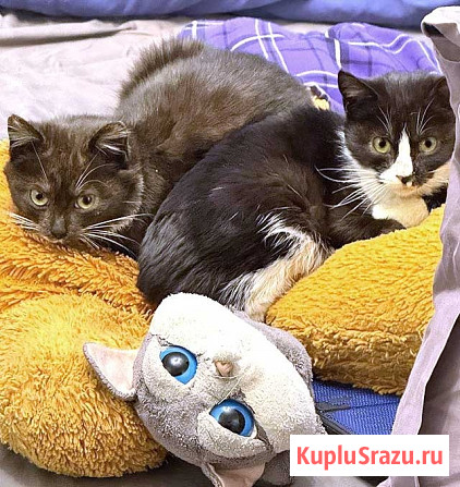 Два маленьких котенка мальчик и девочка ищут дом Санкт-Петербург - изображение 1