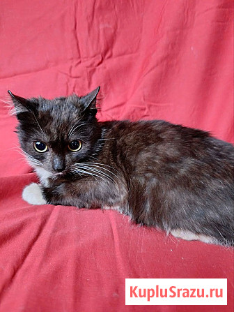 Два маленьких котенка мальчик и девочка ищут дом Санкт-Петербург - изображение 2