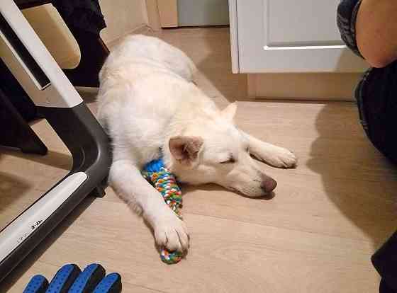 В добрые руки Чиффа, собака, о которой мечтают, но редко находят Москва