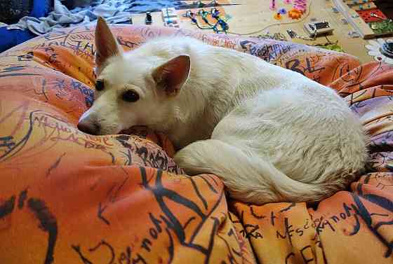 В добрые руки Чиффа, собака, о которой мечтают, но редко находят Москва