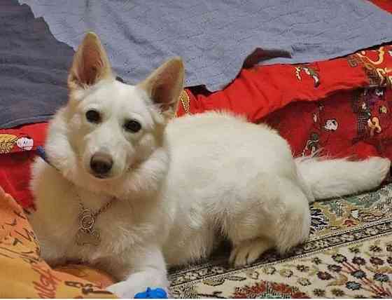 В добрые руки Чиффа, собака, о которой мечтают, но редко находят Москва