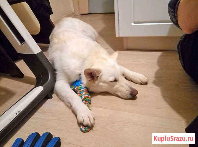 В добрые руки Чиффа, собака, о которой мечтают, но редко находят Москва - изображение 2