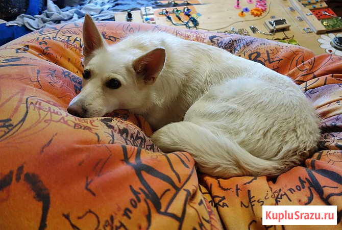 В добрые руки Чиффа, собака, о которой мечтают, но редко находят Москва - изображение 3