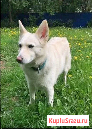 В добрые руки Чиффа, собака, о которой мечтают, но редко находят Москва - изображение 1