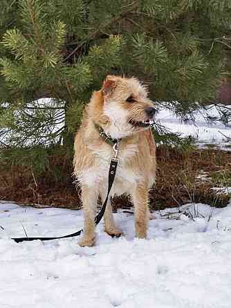 Симпатичный бородатик Вульф всё ещё ждёт своего человека Москва