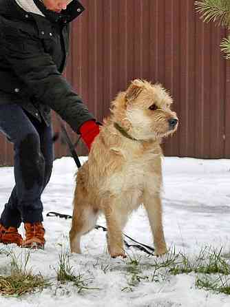 Симпатичный бородатик Вульф всё ещё ждёт своего человека Москва