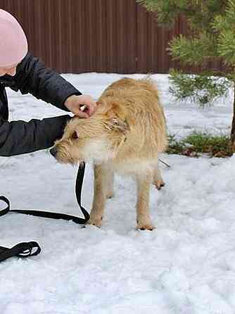 Симпатичный бородатик Вульф всё ещё ждёт своего человека Москва