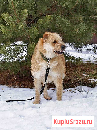 Симпатичный бородатик Вульф всё ещё ждёт своего человека Москва - изображение 3