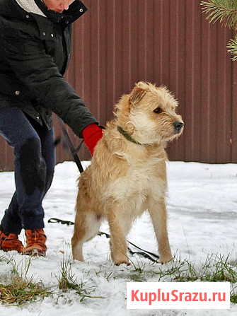 Симпатичный бородатик Вульф всё ещё ждёт своего человека Москва - изображение 2