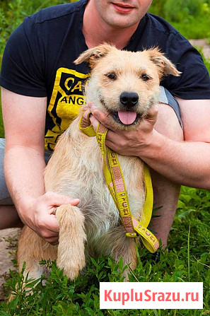 Симпатичный бородатик Вульф всё ещё ждёт своего человека Москва - изображение 1