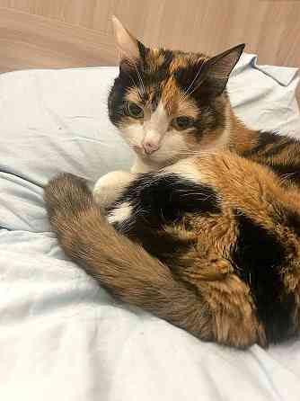 Ямайка ищет дом. Спокойный, надёжный и любящий Москва