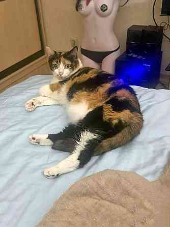 Ямайка ищет дом. Спокойный, надёжный и любящий Москва