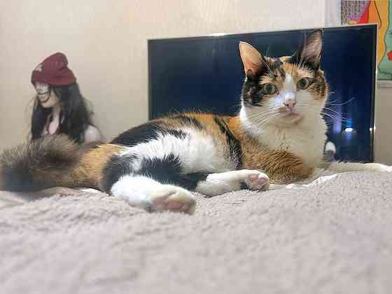 Ямайка ищет дом. Спокойный, надёжный и любящий Москва