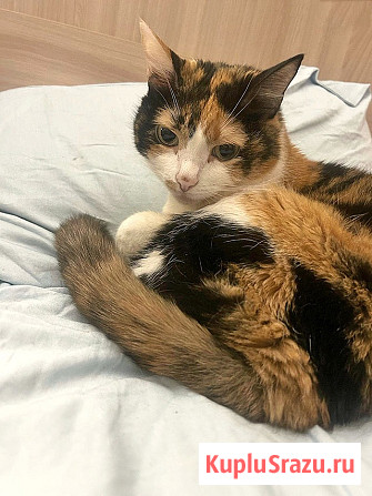 Ямайка ищет дом. Спокойный, надёжный и любящий Москва - изображение 2