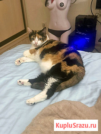 Ямайка ищет дом. Спокойный, надёжный и любящий Москва - изображение 4